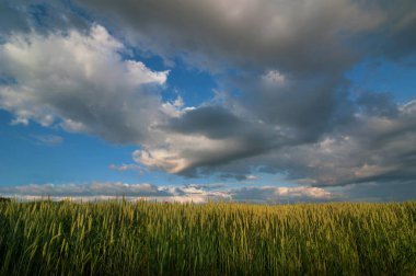 Çavdar tarlasında kulaklar, yakın ve bulutlu akşam gökyüzü