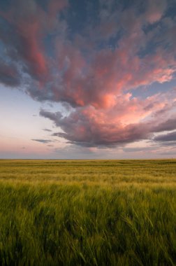 Mor-pembe bulutlu akşam gökyüzü yeşil kulaklar üzerinde