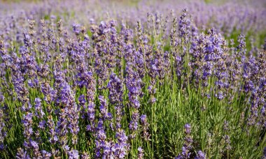 Lavanta tarlası, çiçekler seranın bulanık arka planında kapanıyor