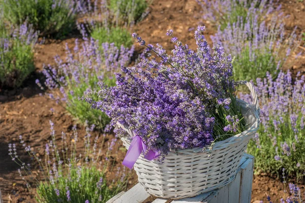 Lavendelblüten Einem Korb Auf Einer Lavendelplantage Geerntet — Stockfoto