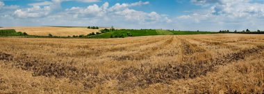 Panoramik manzara, buğday tarlası sakalı, tahıl hasadı, bulutlu mavi gökyüzünün arka planındaki tepeler. Tarım tepeleri manzarası konsepti.