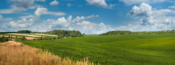 Frisches Sojabohnenfeld Grüne Kulturlandschaft Auf Den Hügeln Sommer Mit Blauem — Stockfoto