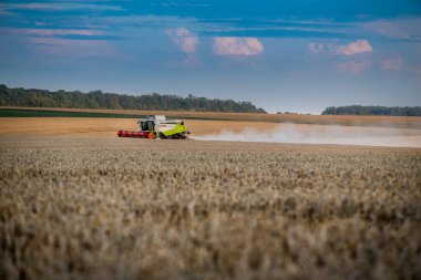 TERNOPİL REJON, UKRAINE - 03 Ağustos 2021: Akşamları buğday tarlasında toplanan CLAAS 'ı birleştirir.