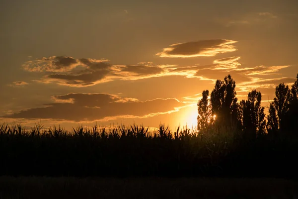 Silhouette Trees Background Evening Sky — Stock Photo, Image