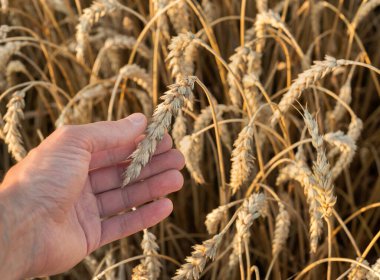 A man's hand touch an ear of corn and grains in a wheat field. harvest. The concept of agriculture