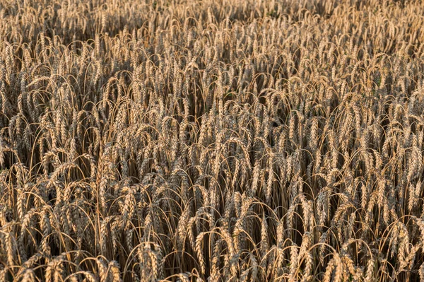 Ripe Ear Dry Wheat Top Field Ready Harvest — Stock Photo, Image