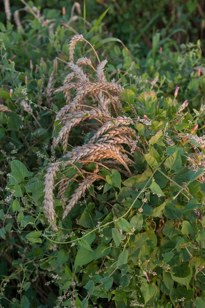 Field Weed Bindweed Field Wheat Ears Weeds Entangle Wheat Problems —  Fotos de Stock