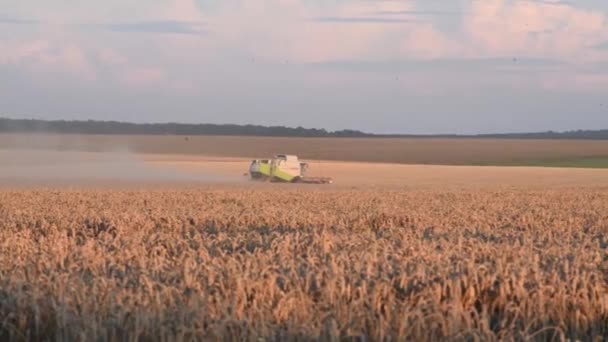 Ternopil Region Ukraine 2021年8月3日 夕方の収穫小麦畑での作業でClaasを組み合わせる 美しい空 — ストック動画