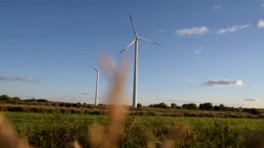 Tarım arazilerindeki mısır tarlaları ve rüzgar türbinleri, doğanın enerjisi, akşam ışığı