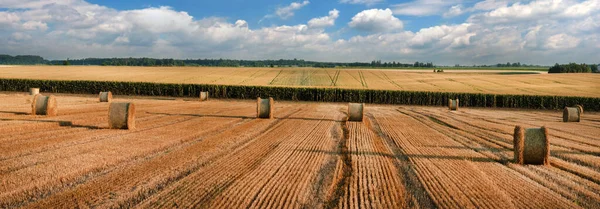 a pattern of lines on the stubble after the wheat harvested in the field, bales of straw in rolls, on the horizon a corn field against the background of a beautiful sky