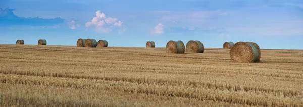 Summer Field Straw Harvest Time Hay Bale Rolls — Stockfoto