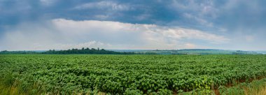 panoramic view of young sunflower plants in a field under rain clouds