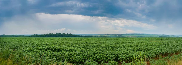 Панорамний Вид Молоді Соняшникові Рослини Полі Під Дощовими Хмарами — стокове фото