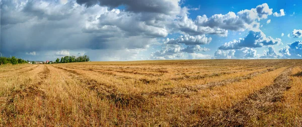 Panorama Mowed Buckwheat Field Patterns Lines Green Sheaves Red Stalks — Stock Photo, Image