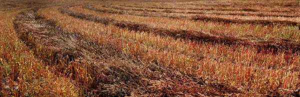 Buckwheat Field Harvest Sheaves Enclosed Lines — Zdjęcie stockowe