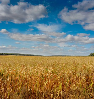 A corn field is ready for harvest under a beautiful blue sky with clouds.