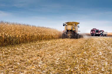autumn harvest work, cut stalks of corn in the foreground after harvesters work
