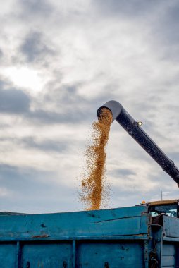 unloading corn grain from the combine into a trailer after harvesting against the background of a beautiful sky