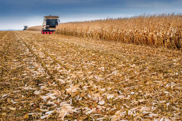 combine harvester working in a corn field during harvest