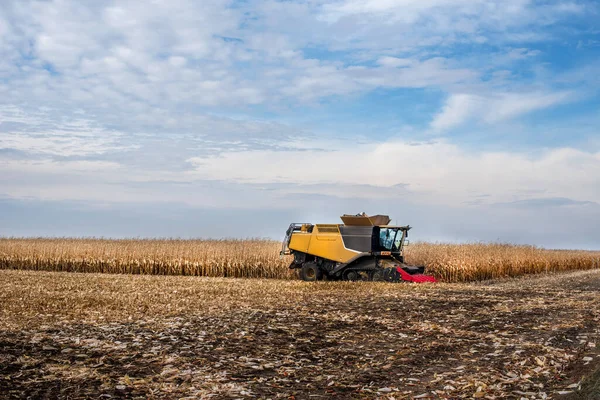 a combine harvester in a corn field works during harvest, harvesting corn, wide angle view with sky