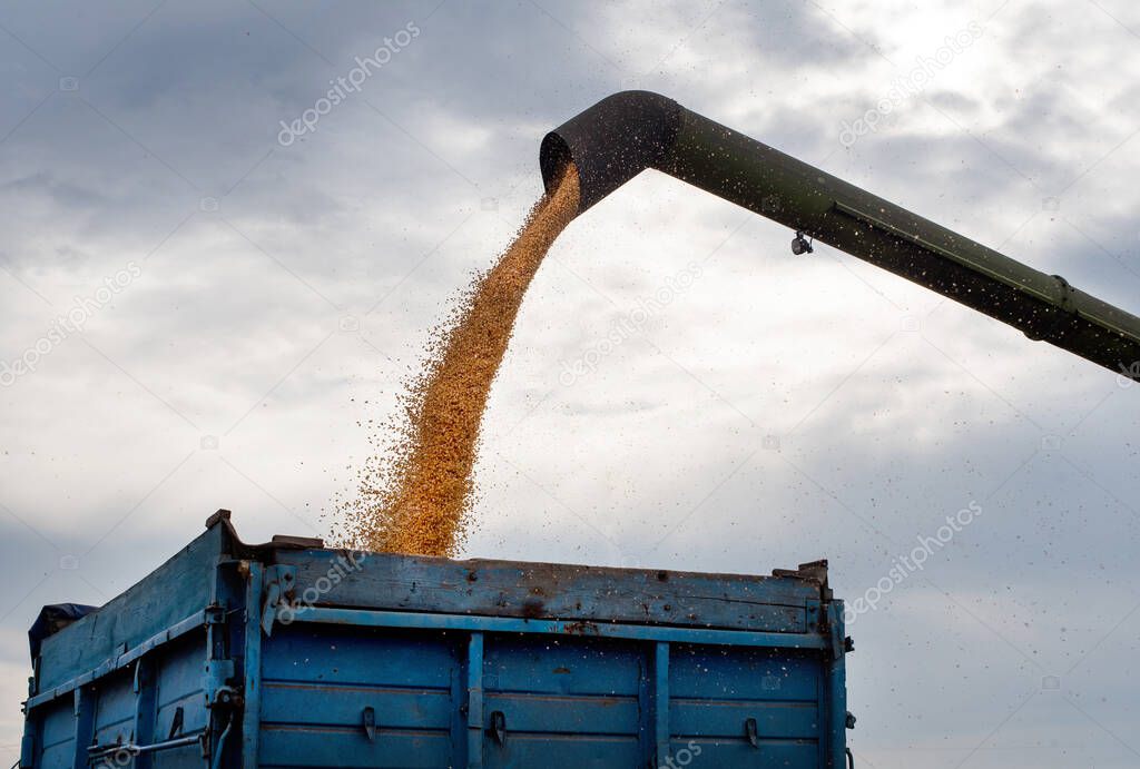 Pouring corn grain into tractor trailer after harvest at sky background