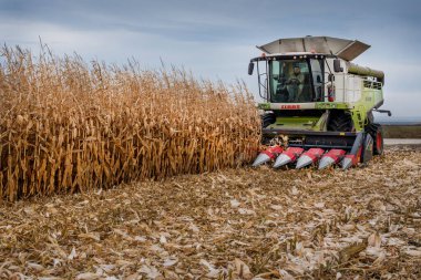 TERNOPIL REGION, UKRAINE - November 04, 2021 - harvest season, a CLAAS combine works in a corn field