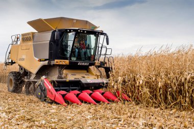 TERNOPIL REGION, UKRAINE - November 04, 2021 - CLAAS combine harvesting corn in the field