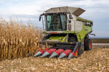 TERNOPIL REGION, UKRAINE - November 04, 2021 - CLAAS combine harvester works in a corn field, dry corn stalks