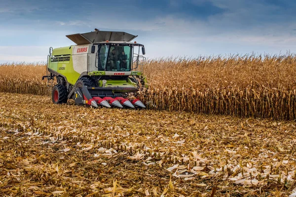 TERNOPIL REGION, UKRAINE - November 04, 2021 - CLAAS combine harvesting corn in the field