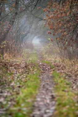 Sonbahar sisi, eski ağaçların tünelinden orman yolunda esrarengiz ve gizemlidir..