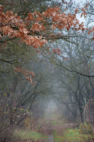 foggy tunnel with light at the end of deep autumn, beautiful oak leaves above