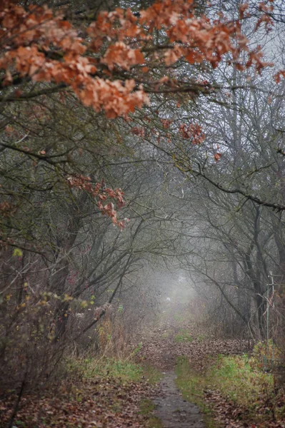 Tunnel Van Bomen Diepe Herfst Prachtige Eikenbladeren Boven — Stockfoto