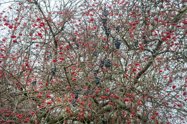 Fruits Viorne Raisins Sur Des Branches Nues Sans Feuilles — Photo