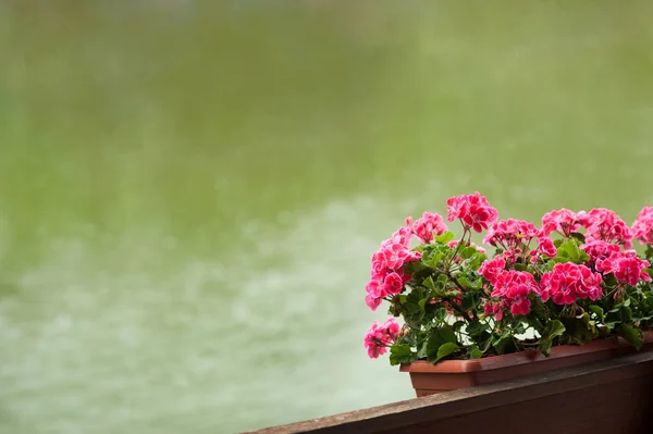 Pink Geranium Flowerpot Blurred Background Water Pond — Stock Photo, Image