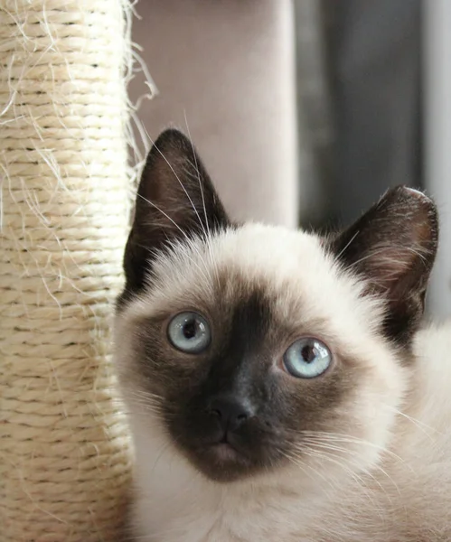 毛茸茸的暹罗小猫 看上去很好奇 蓝眼睛 黑耳朵 黑鼻子 — 图库照片