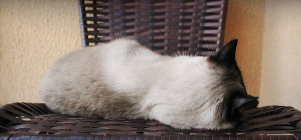 Siyam kedisi kahverengi sandalyede uyuyor. Genç kedi yan yatar.