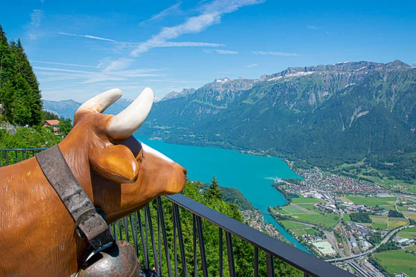 Šťastná Kráva Dívá Krajinu Vrcholu Interlaken Harder Kulm — Stock fotografie