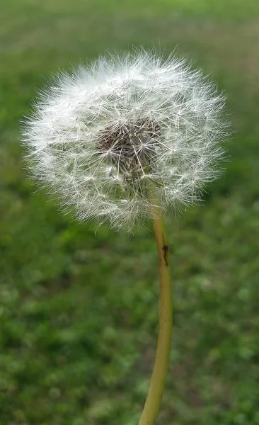 Bright Detailed Dandelion Blurry Grass Background Vulnerability Fragile Spring Time — Stock Photo, Image