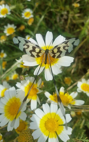 Big Colorful Butterfly Big Daisy Daisies Background Blur Effect — стоковое фото