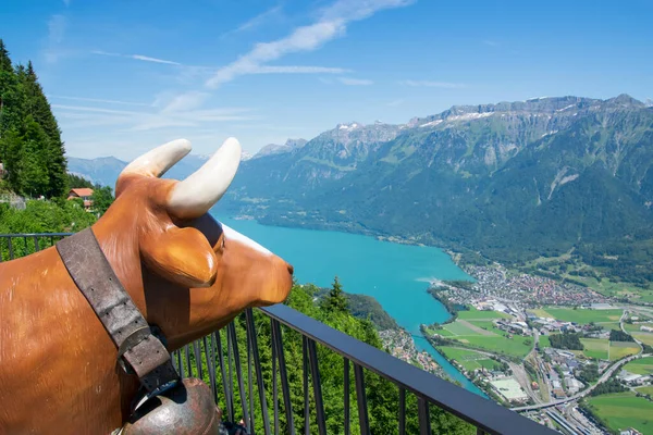 Une Vache Heureuse Regarde Paysage Depuis Sommet Interlaken Harder Kulm — Photo