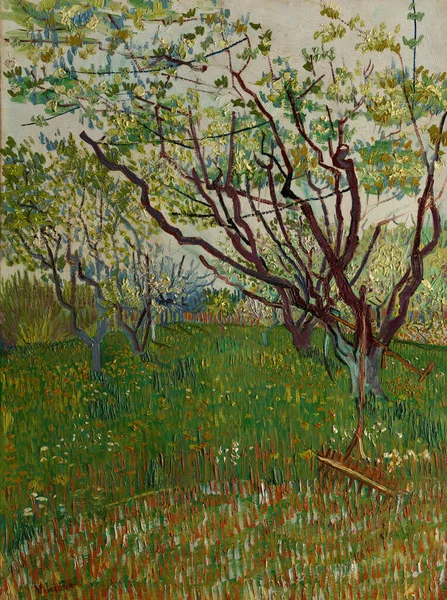 Flowering Orchard Oil Painting Canvas 1888 Dutch Painter Vincent Willem — 图库照片