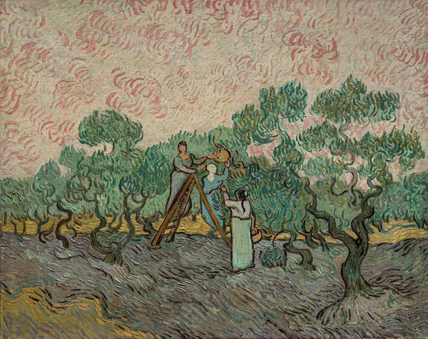妇女采摘橄榄 Women Picking Olives 是一幅1889年的油画 由荷兰画家Vincent Willem Van Gogh 1853 — 图库照片