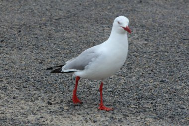 Avustralya sahilindeki beyaz kuş.