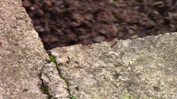 Fourmis Marchant Sur Morceau Béton — Video