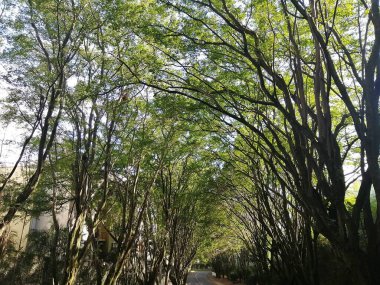Güzel botanik fotoğrafı, doğal duvar kağıdı.