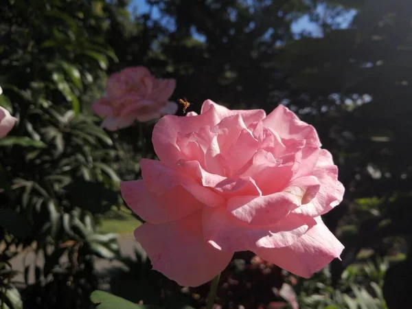 Rosa Jardim Com Fundo Natureza — Fotografia de Stock