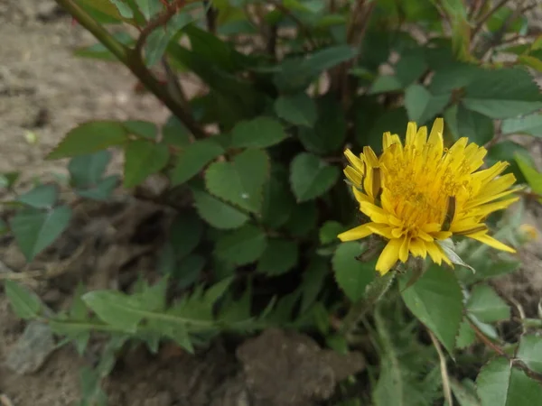 Löwenzahnblüte Wenn Die Sonne Blüht — Stockfoto