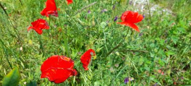 Tepelerde kırmızı gelincikler yetişir. 