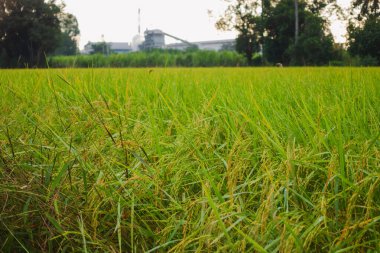 Tarlalardaki pirinç olgunlaştı ve gün içinde mahsullerini toplamaya hazır hale geldi.