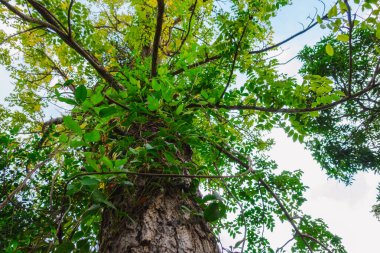 Gündüz vakti doğanın ortasında büyük yeşil yapraklar görünüyor.